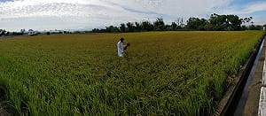 「飛機灑藥治白蛾」謠言再現 台中市政府：請勿轉傳 