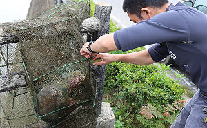 誤闖蜈蚣網　保育類動物「歐亞水獺」溺斃