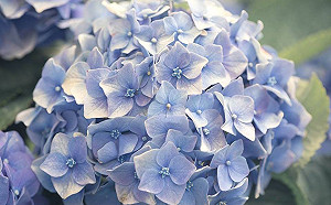 陽明山繡球花季5/18正式開跑！9處熱門賞花點大公開