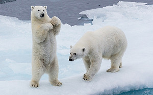 北極海氣溫熱達攝氏29度  專家示警：二氧化碳濃度創新高