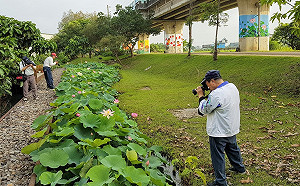 宜蘭高架鐵路下小秘境　荷花盛開好「攝」照過來