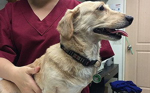 影／收容所送養犬竟半數未結紮　動保處挨批製造流浪犬