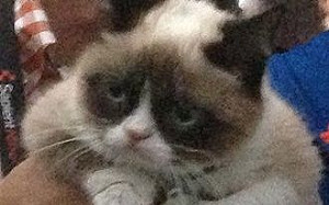 臭臉紅透半邊天！貓界表情帝「不爽貓」病逝