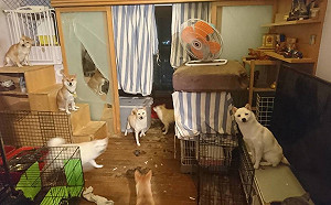 屋裡養20多隻狗擾鄰  愛狗男子遭投訴挨罰53K