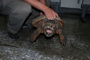 擔心烏龜遭「路殺」熱心帶回家？動保處：無傷就地野放即可