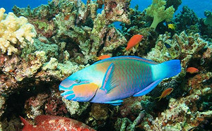 熱帶魚好看但可以吃嗎？張口之前你應該知道的事