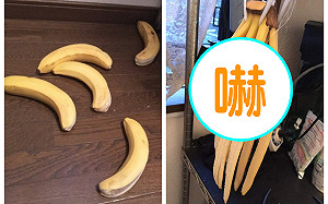 聽說香蕉「掛起來壞得慢」？隔天一看傻眼：集體自殺了