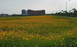 美麗外表藏危機　宜蘭科學園區花海發現紅火蟻