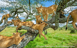 攝影師「真實版獅子王」霸氣照　成功募款650萬元做保育