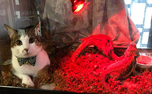 與蜥蜴同住一「缸」　貓咪：人家也想要保溫吶！