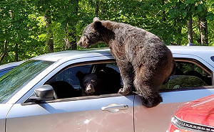 熊熊集團偷竊轎車　現行犯「搖頭晃腦」搶看鏡頭