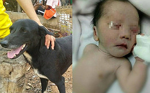 男嬰慘遭生母活埋等死　狗英雄急挖土救命