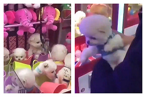 活生生的狗當獎品！　殘忍夾娃娃機遭眾人撻伐