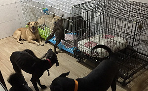 專養老病殘犬而8度搬家，瘖啞愛狗男構成動人的「流浪地圖」　　　