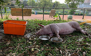待宰白豬摔車改變命運　每天專人餵養超幸福
