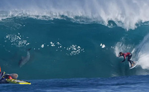 (影)海豚亂入國際衝浪賽　意外與選手親密接觸