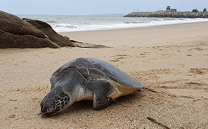 又一海洋生態悲歌  金門海岸發現死亡綠蠵龜