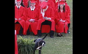 (影)狗狗擅闖畢典做記號致敬　主人羞愧到抬不起頭！