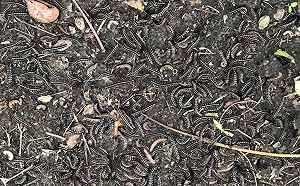 (影)嚇壞寶寶了！成千上萬隻節肢動物馬陸爬滿地