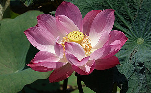 賞荷不必跑遠　新北近郊荷花朵朵開