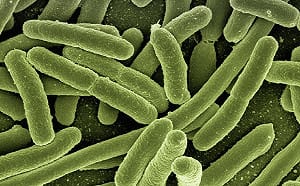 吃蛋誤食沙門氏桿菌？醫師：「敏感族群」恐器官衰竭喪命