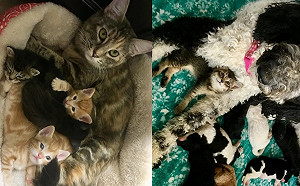 親人小浪貓人人好　加入貓狗大家庭擁有滿滿的愛