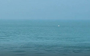 大潭藻礁驚見白海豚！環團籲中油三接開發案停工