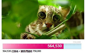 名人臉書號召守護石虎 已獲逾56萬網友響應