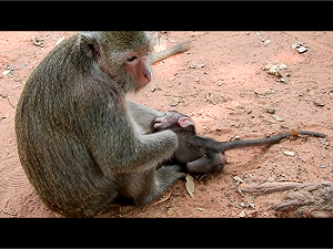 印度各地高溫酷熱難耐 猴子也疑似中暑死亡