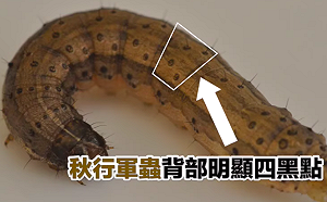 比非洲豬瘟還可怕！秋行軍蟲恐讓高粱毀於一旦