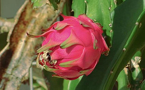 夏日吃火龍果超消暑！3招選果撇步報你知