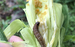 秋行軍蟲入侵宜蘭！受害農作物全面銷毀掩埋