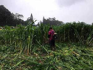 發現秋行軍蟲的無名英雄！飛牛牧場通報內幕曝光萬人推爆