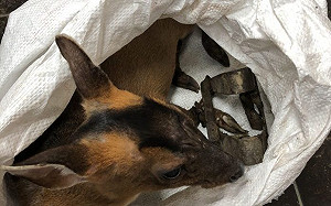 草叢中傳哀鳴！基隆山區發現獸鋏 懷孕母山羌遭截肢