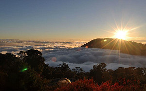 雨量暫緩！大雪山、八仙山森林遊樂區6/13起重新開放