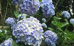 繡球花盛開不停！竹子湖交通管制延至6/30