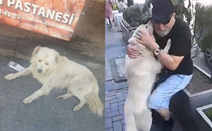 愛犬成浪犬遙遠小鎮被尋獲　狗狗激動直撲全家人