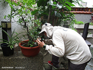 陳菊「卡後任」？ 她算出高市登革熱防治預算「減編」9162萬