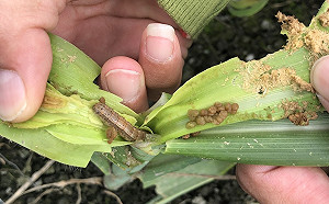 花蓮也淪陷？秋行軍蟲2玉米田疑似現蹤