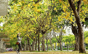 錯過再等1年！全台9大阿勃勒賞花點衝一波最後黃金雨