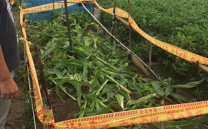 中壢玉米田驚見秋行軍蟲 市府：現場封鎖已完成銷毀