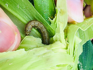 台中清水外埔也淪陷  秋行軍蟲入侵！