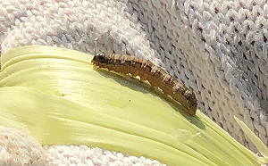 秋行軍蟲入侵台灣案例達65件　目前僅有5縣市倖免