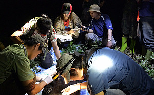 (影)好心疼！斷掌黑熊遭套索陷阱二度傷害 林管處救援影片曝光