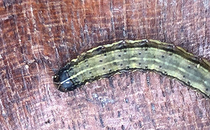 雲嘉秋行軍蟲成蟲明顯增加！防檢局發布預警