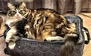 改造新床任性老貓不賞臉　執意睡主人行李箱