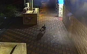 親人老米格魯疑遭棄養 新北增2道防線加強查緝