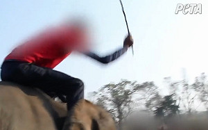 天堂中的地獄 尼泊爾大象被迫打馬球遭痛毆