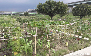 駁樂活農園遭污染  新北市府：耕作戶有疑慮可退租