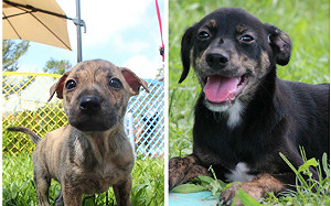 快帶寵物來遛遛  中市動物文創市集 晶片號碼有6就送咖啡